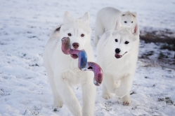 Hope - Wspolne zabawy szczeniat 11 tygodni